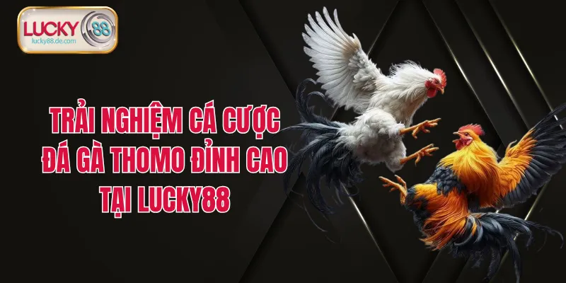 Trải Nghiệm Cá Cược Đá Gà Thomo Đỉnh Cao Tại LUCKY88