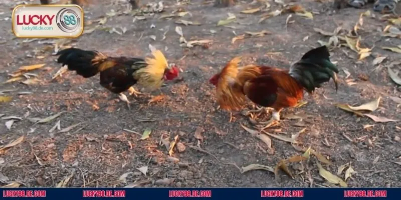 Đá gà tre loại hình giải trí truyền thống được tích hợp tại Lucky88