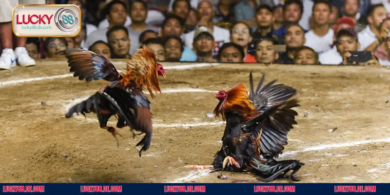 Hai bên chiến kê sẽ được thả vào sân khi trọng tài ra hiệu