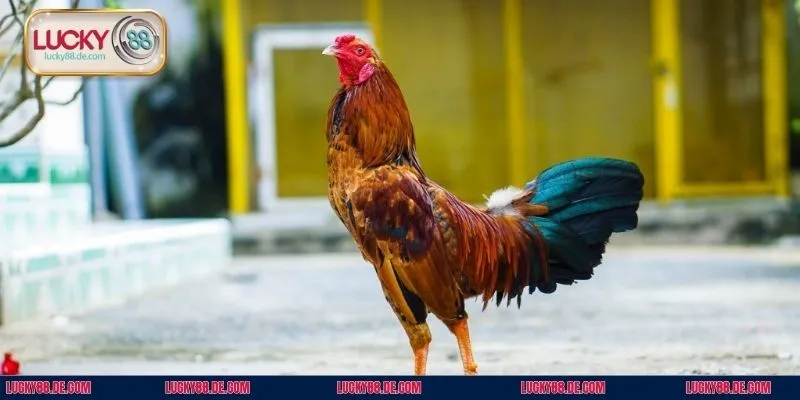 Nắm rõ quy định thắng thua để đưa ra chiến thuật cược phù hợp